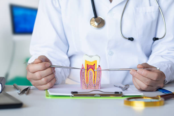 Best Emergency Dental Services for Seniors in Priceville, AL